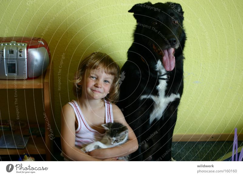 Haustiere Hund Katze Kind schwarz weiß Tier Unterhemd Mädchen Innenaufnahme grün Freude Vertrauen Säugetier auf Arm im Kinderzimmer