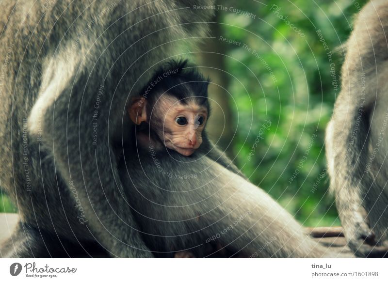 Monkey in Monkey Forest Tier Wildtier Affen Tiergruppe Tierjunges Tierfamilie braun grau grün Geborgenheit Liebe Ubud Bali Indonesien Asien Baby Gesicht