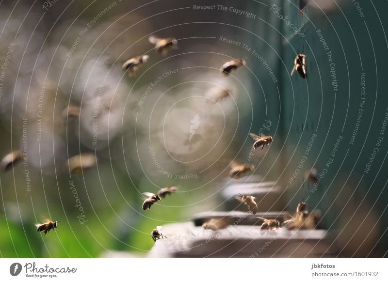 sie stürmen Lebensmittel Ernährung Gesundheit harmonisch Zufriedenheit Freizeit & Hobby Umwelt Natur Tier Luftverkehr Fluggerät Nutztier Biene Flügel Schwarm