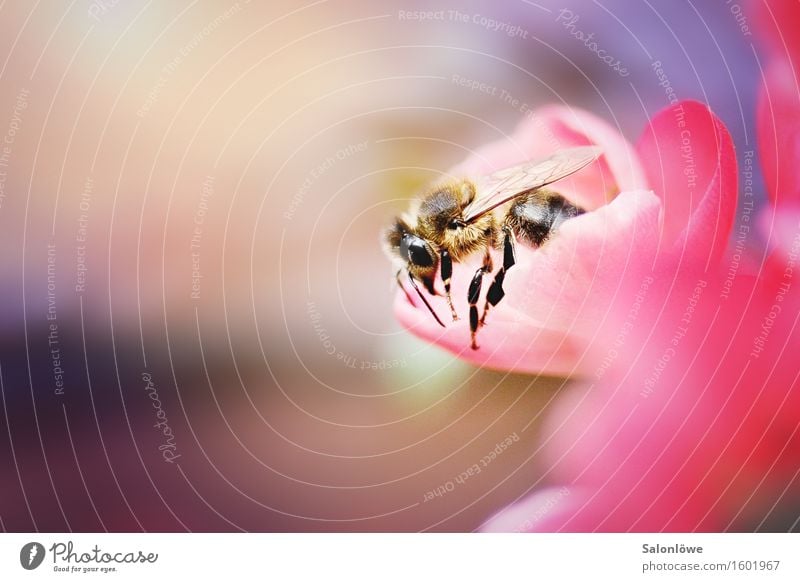 Busy bee Tier Wildtier Biene 1 Arbeit & Erwerbstätigkeit fliegen krabbeln nachhaltig natürlich violett rosa Frühlingsgefühle schön fleißig Ausdauer anstrengen