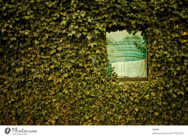 2 ZKB mit Blick ins Grüne Wohnung Haus Pflanze Sträucher Efeu Blatt Grünpflanze Mauer Wand Fassade Fenster Wachstum grün Grüner Daumen Grünfläche