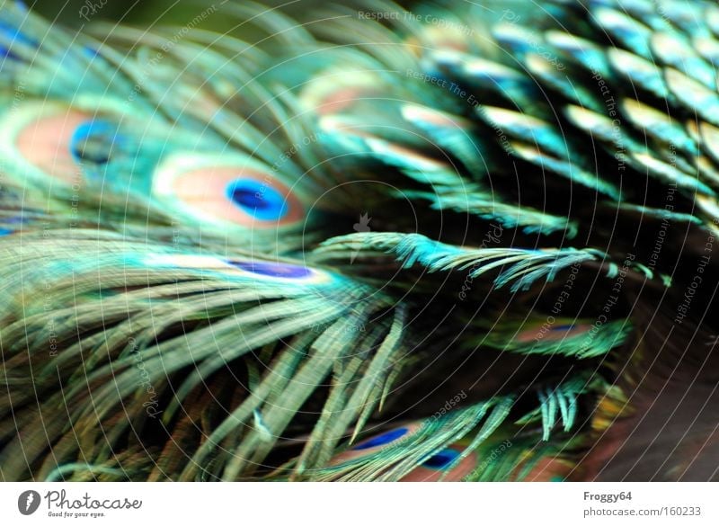 Gefieder Vogel Pfau blau Feder Flügel Hals Kopf zart weich Rücken Frühling Indien