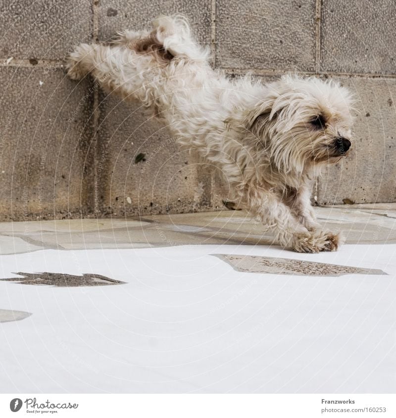 Bauch-Beine-Po. Hund niedlich Turnen lustig Tier Fitness Haustier strecken Bewegung Fell Yorkshire-Terrier Säugetier Haushund drollig allerliebst sportlich