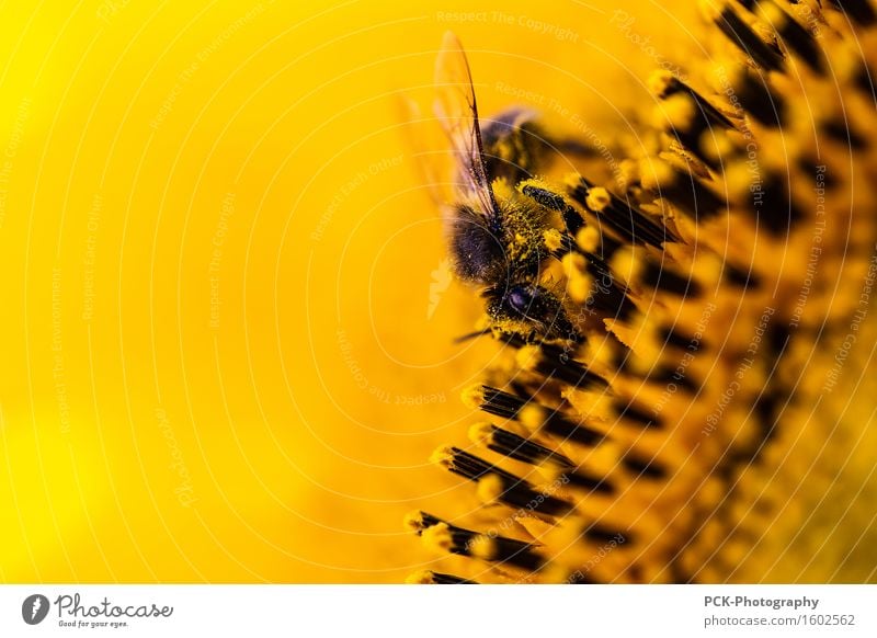 Biene und Blütenstaub Natur Pflanze Frühling Sommer Blume Nutzpflanze Arbeit & Erwerbstätigkeit gelb gold schwarz Bienensterben Pollen Sonnenblume ansammeln