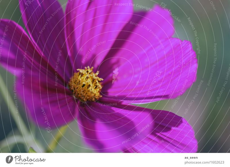 Anemone Leben harmonisch Ausflug Dekoration & Verzierung Muttertag Umwelt Natur Pflanze Blüte Staubfäden Anemonen Blühend leuchten ästhetisch grün violett Glück