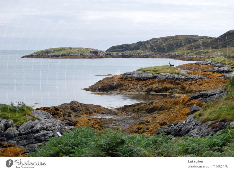 der hirsch ist doch fake Landschaft schlechtes Wetter Hügel Felsen Küste Hirsche trist Schottland Hebriden Ebbe Fälschung Täuschung Algen eriskay abrupt Bucht