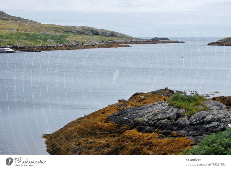seehunde Landschaft Hügel Küste Bucht Seehund Tiergruppe liegen Schottland Hebriden eriskay Felsen Algen Meer Einsamkeit trist Farbfoto Außenaufnahme