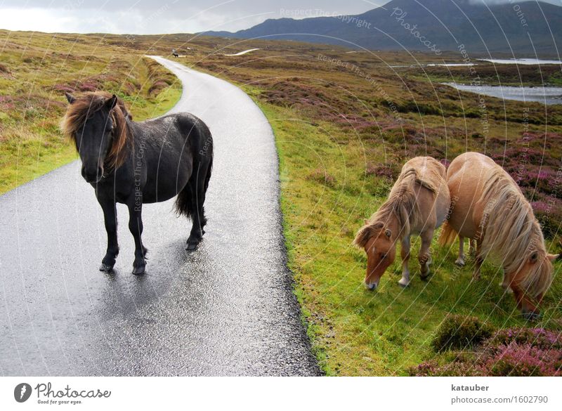 wilde ponys Landschaft Wiese Hügel Heide See Straße Ponys 3 Tier Fressen Blick stehen frei Freundlichkeit niedlich braun schwarz Geborgenheit Freiheit Natur