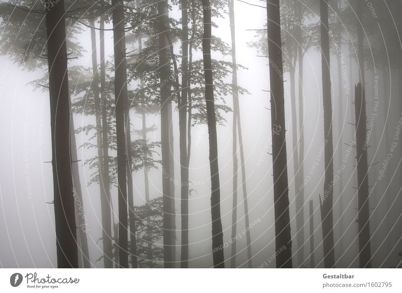 REMIXCASE | Seltsam, im Nebel zu wandern! Natur Landschaft Frühling Baum Sträucher Wald Irrweg sichtbar unsichtbar Einsamkeit einfach ruhig Trauer Angst Pause