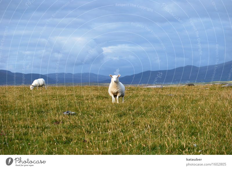 posieren Landschaft Wolken schlechtes Wetter Wiese Hügel Nutztier Schaf 2 Tier stehen ästhetisch Coolness Schottland Sommer berneray Hebriden dunkel