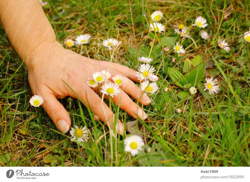 Frauenhand in einer Blumenwiese feminin Erwachsene Haut Hand Pflanze Frühling Gras Grünpflanze Blühend pflücken Gänseblümchen Farbfoto Außenaufnahme Nahaufnahme