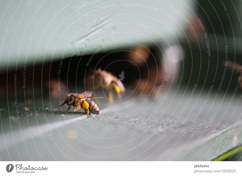 Pollensammlerinnen Lebensmittel Ernährung Umwelt Natur Tier Nutztier Biene Honigbiene Imkerei Freude Glück Fröhlichkeit Zufriedenheit Lebensfreude
