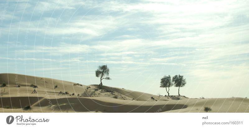 Wüstenmeer Landschaft Sand Sonne Himmel Baum heiß Schatten staubig Dürre Dubai Ferne kahl Unendlichkeit Erde verfallen Asien
