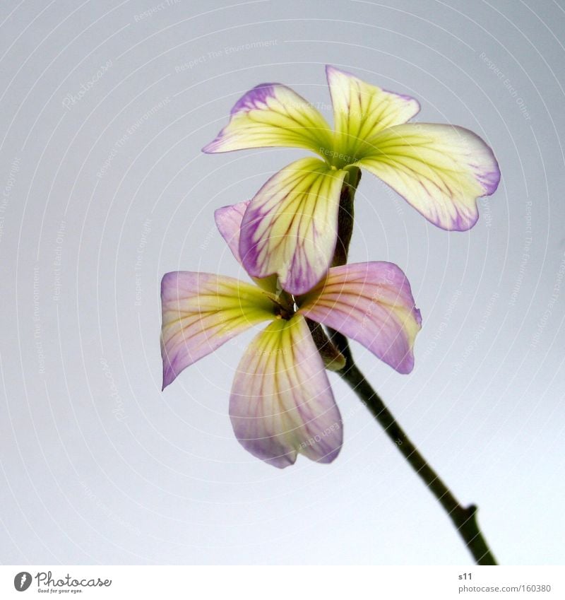 Viola violett Blume zart Stil elegant Frühling grün Natur Pflanze Blütenblatt Freude Makroaufnahme Nahaufnahme schön Stengel modern paarweise