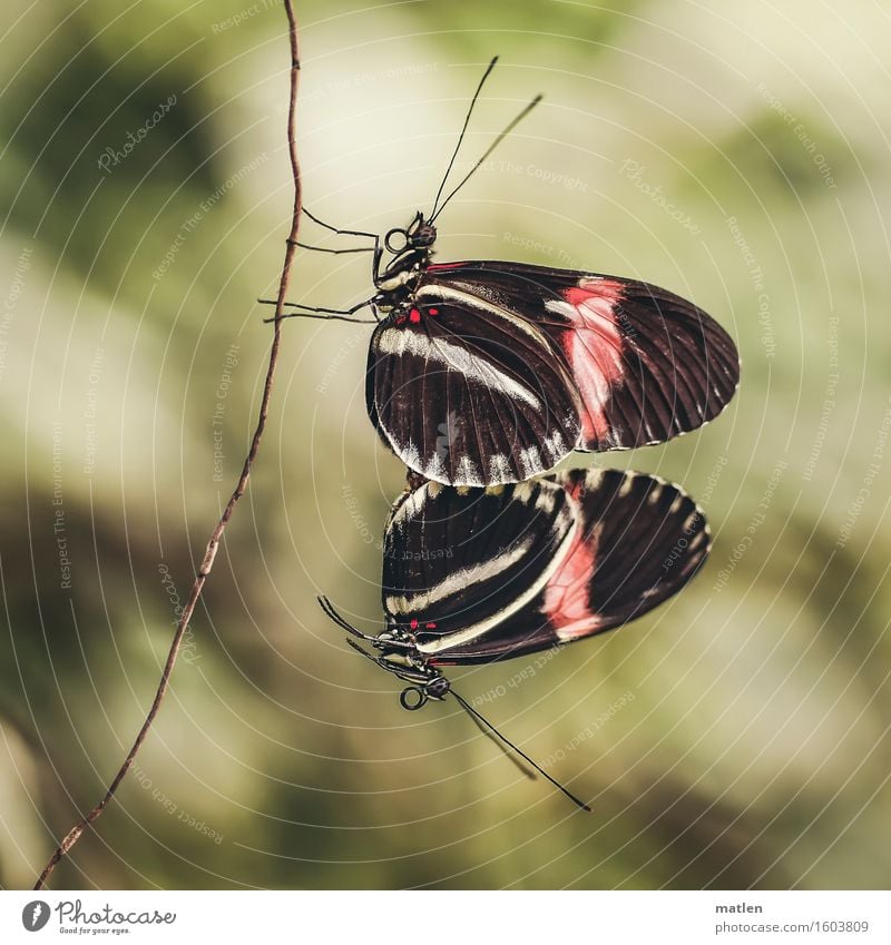 Interaktion Pflanze Sträucher Tier Wildtier Schmetterling Flügel 2 authentisch nah braun grün rot Wollust Sex hängend Zweig Fühler Vertrauen Farbfoto