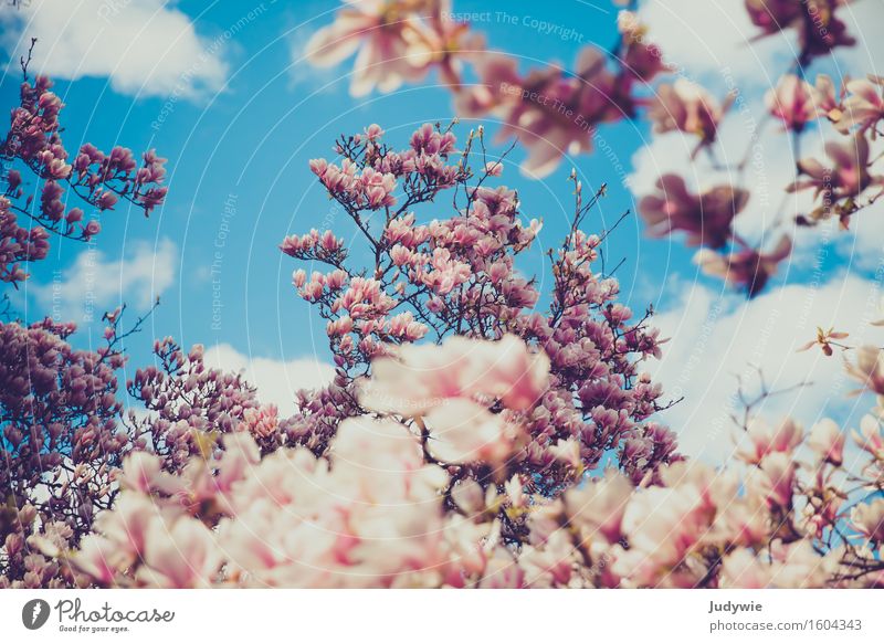 Ich mag Nolien Umwelt Natur Pflanze Himmel Wolken Frühling Schönes Wetter Blüte Magnolienbaum Magnolienblüte Park Kitsch natürlich schön Magnoliengewächse