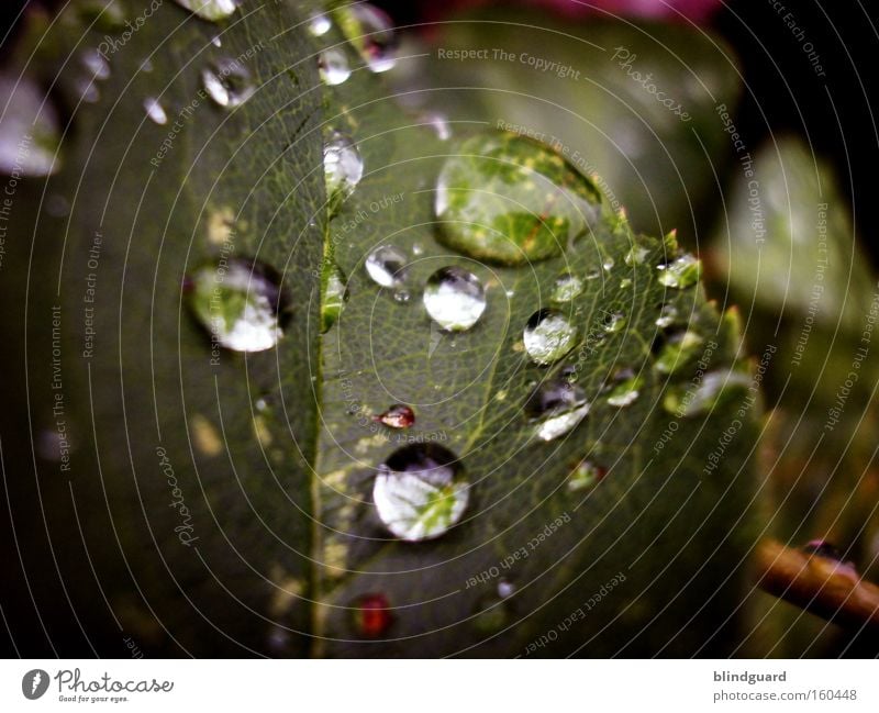 Wieder so ein langweiliges Tropfenbild von mir Tränen Regen Wassertropfen Blatt glänzend Reflexion & Spiegelung grün Makroaufnahme nass Leben Garten frisch