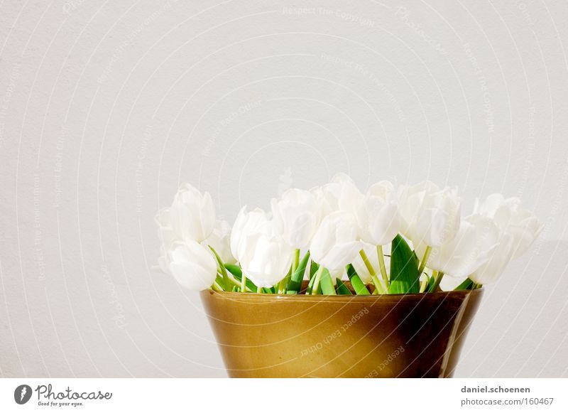 Frühling vor grauer Wand Tulpe Blume Blumenstrauß Vase Keramik weiß braun Geburtstag Dekoration & Verzierung