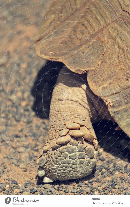 E.T. - der Abgang Schildkröte Schildkrötenpanzer Riesenschildkröte Dinosaurier Reptil Beine fossil Urzeit gehen laufen alt authentisch groß trocken Kraft
