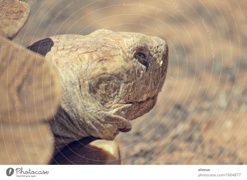 E.T. - der Rückzug Körperpflege Haut Gesicht Schildkröte Schildkrötenpanzer Riesenschildkröte Reptil Dinosaurier fossil Urzeit Blick schlafen stehen alt