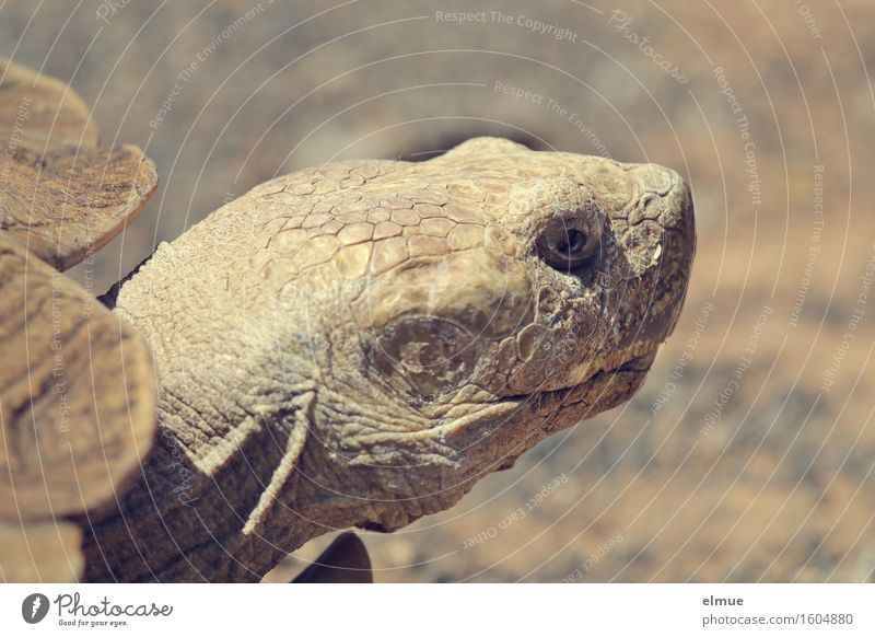 E.T. - die Erkenntnis Körperpflege Haut Schildkröte Schildkrötenpanzer Riesenschildkröte Reptil Dinosaurier fossil Urzeit Blick dehydrieren alt nah trocken