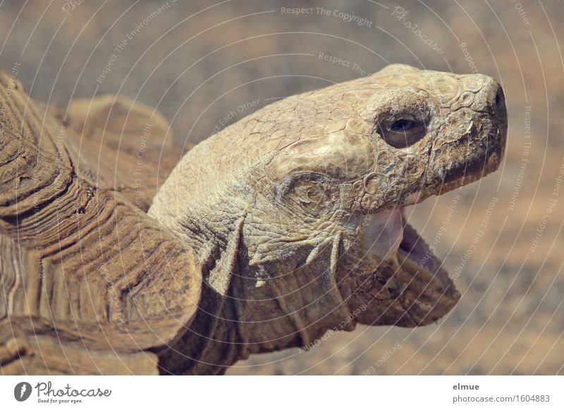 E.T. - die Kontaktaufnahme Schildkröte Riesenschildkröte Schildkrötenpanzer Reptil Orangenhaut Hautfalten Blick schreien bedrohlich authentisch gruselig