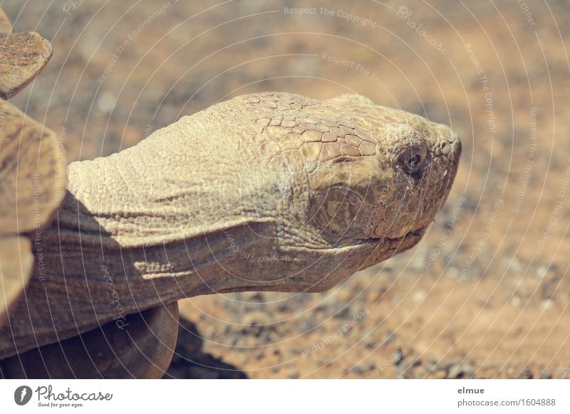 E.T. - die Neugier Schildkröte Riesenschildkröte Reptil Kopf fossil Steinzeit Dinosaurier Orangenhaut Blick alt außergewöhnlich gigantisch gruselig