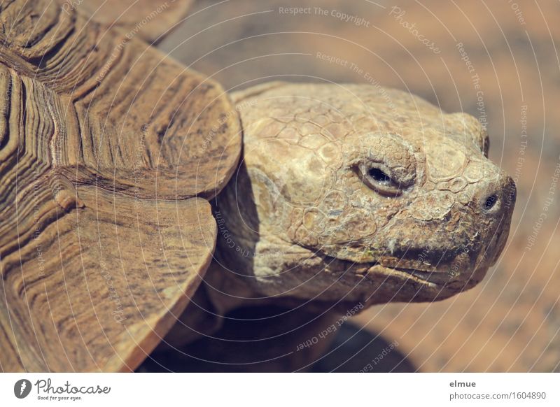 E.T. - die Erscheinung Schildkröte Schildkrötenpanzer Riesenschildkröte Reptil alt Dinosaurier fossil beobachten Blick hässlich nah Neugier Gelassenheit