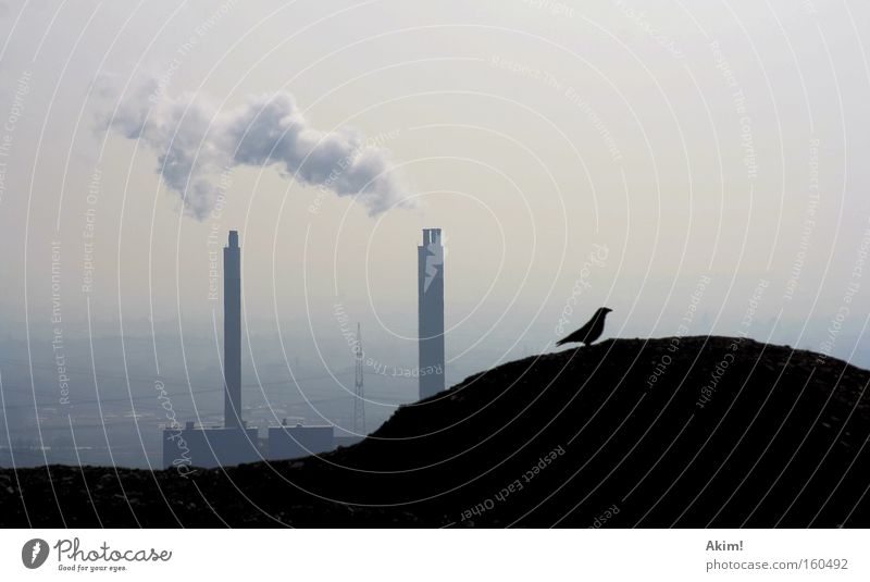 Krabat auf Reisen! Rabenvögel Halde Industriefotografie Ruhrgebiet Bergbau Natur Außenaufnahme Stromkraftwerke Heizkraftwerk Umweltschutz Nostalgie Wut Ärger