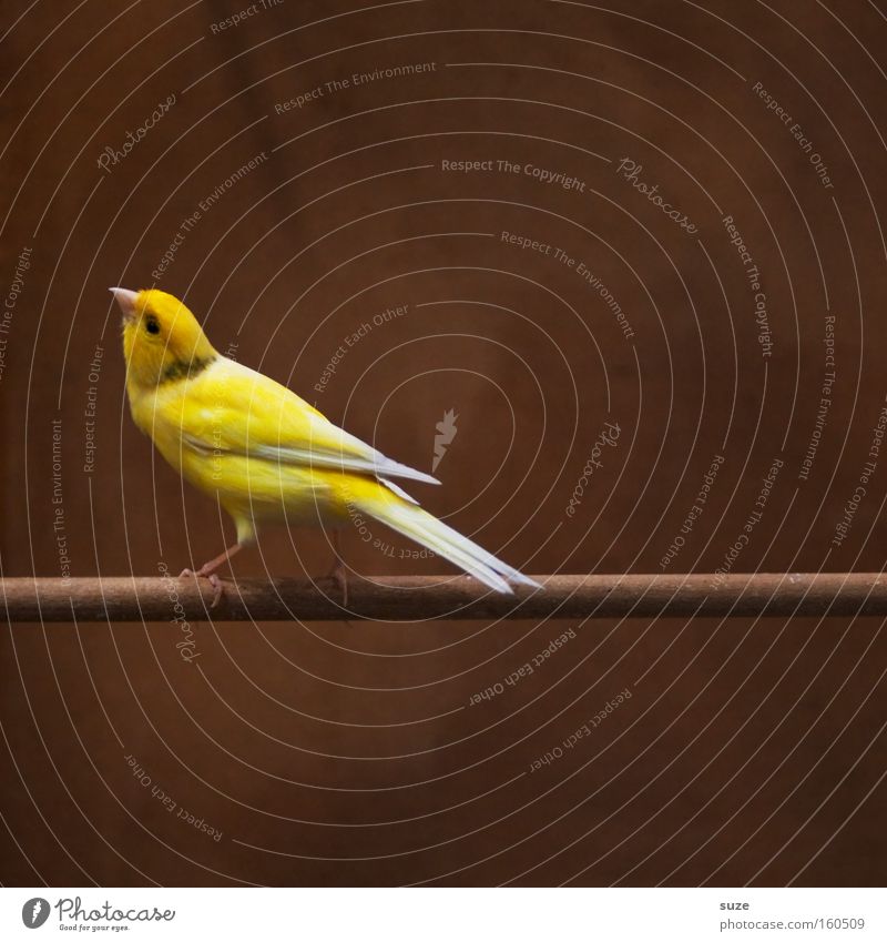 Hans Guck-in-die-Luft Tier Haustier Vogel 1 sitzen warten authentisch frech schön klein lustig braun gelb klug Neugier Interesse Einsamkeit Konzentration Käfig