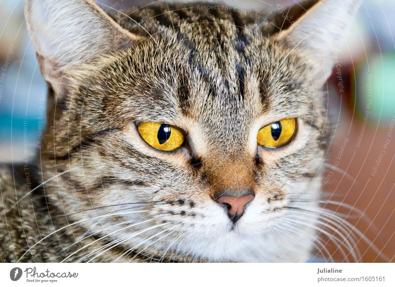 Foto von Katzenporträt Tier Oberlippenbart Haustier 1 Streifen gelb grau Säugetier Auge Backenbart Koteletten Farbfoto