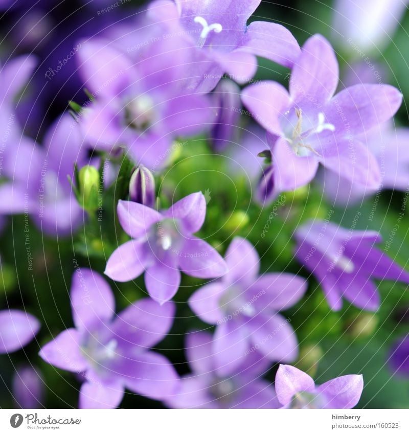 milkablume Blume Natur Frühling frisch Gartenbau Pflanze Botanik Hintergrundbild Floristik Blüte Zimmerpflanze