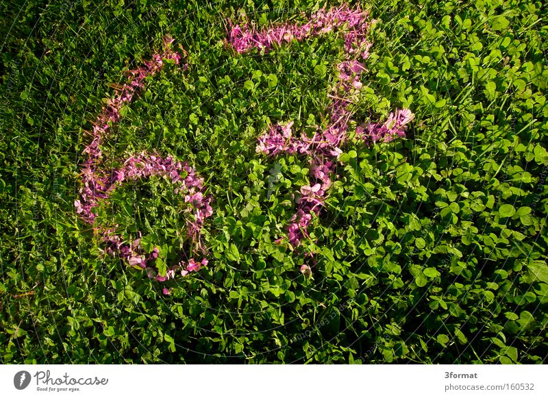 67 64 Ziffern & Zahlen zählen Klee Geburtstag Graffiti Medien siebenundsechzig addieren Wiese Rasen Gras Farbe pink grün schreiben geschrieben sprühen Farbdose