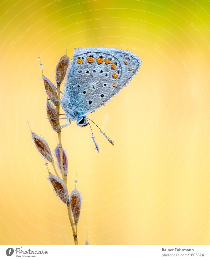 Ein Hauhechel-Bläuling im Morgentau Natur Tier Schmetterling 1 gelb Farbfoto Außenaufnahme Makroaufnahme Sonnenlicht