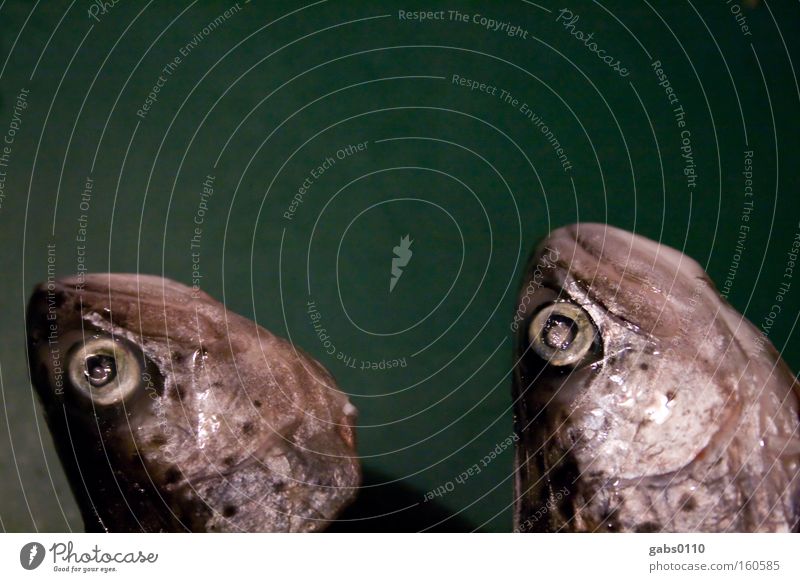 Brüder Fisch Forelle Schuppen Fischkopf Kopf Kieme Auge Fischauge Zwilling bewegungslos gefroren tiefgekühlt Ödön von Horvarth