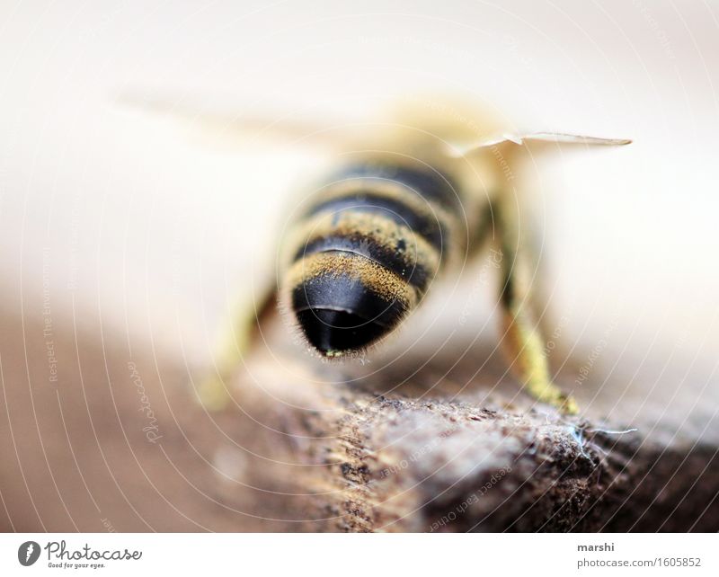 BienenPopo Pflanze Tier Nutztier Wildtier Flügel Fell 1 Stimmung Stachel Imkerei Honigbiene gestreift Unschärfe Farbfoto Außenaufnahme Nahaufnahme