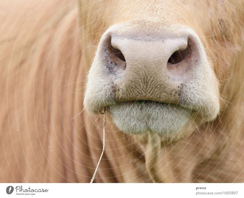 Landpartie Umwelt Natur Tier Nutztier Kuh 1 braun Langeweile Rind Maul Landwirtschaft Milchkuh Halm Farbfoto Außenaufnahme Nahaufnahme Detailaufnahme
