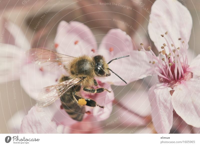 fleißig, fleißig Frühling Blüte Kirschpflaume Kirschblüten Blütenblatt Samen Nektar Garten Park Biene Insekt Bienchen Blühend Duft Erotik rosa Glück