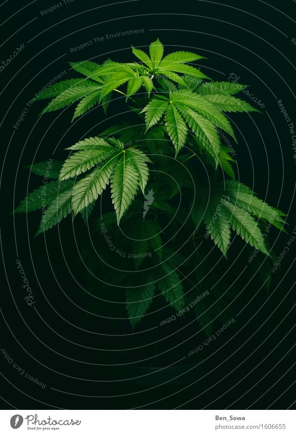 Im Schutz der Dunkelheit Pflanze Gras Hanf Grünpflanze Nutzpflanze Topfpflanze Cannabis Cannabisblatt Industriehanf Wachstum grün schwarz Gefühle Laster