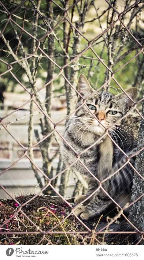 Katze hinter Maschendrahtzaun die sich mit halbgeöffneten Augen am Kinn kratzt Tier Zaun Bewegung Sicherheit Schutz Geborgenheit Gelassenheit Leben klug