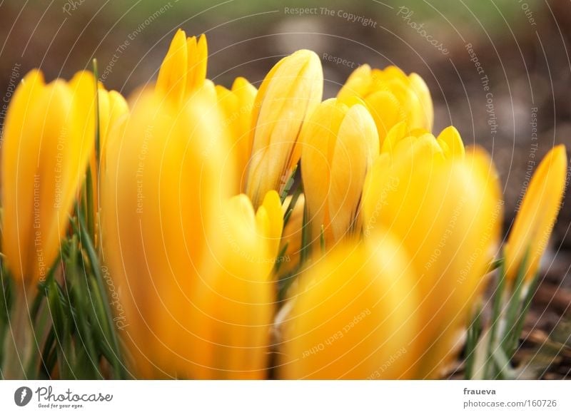 frühlingserwachen Blume gelb Krokusse aufwachen Frühling Blühend Wachstum sprießen Frühlingsgefühle grün Farbe dottergelb Außenaufnahme