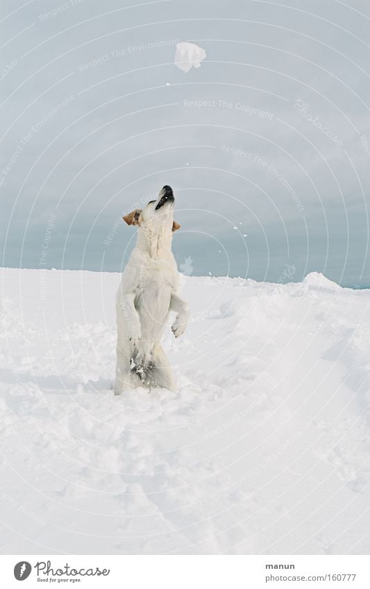 Playball Hund Schnee Schneefall Winter Freude Lebensfreude Fröhlichkeit Glück Gesundheit Spieltrieb Spielen springen Haustier Bewegung Fitness Kraft