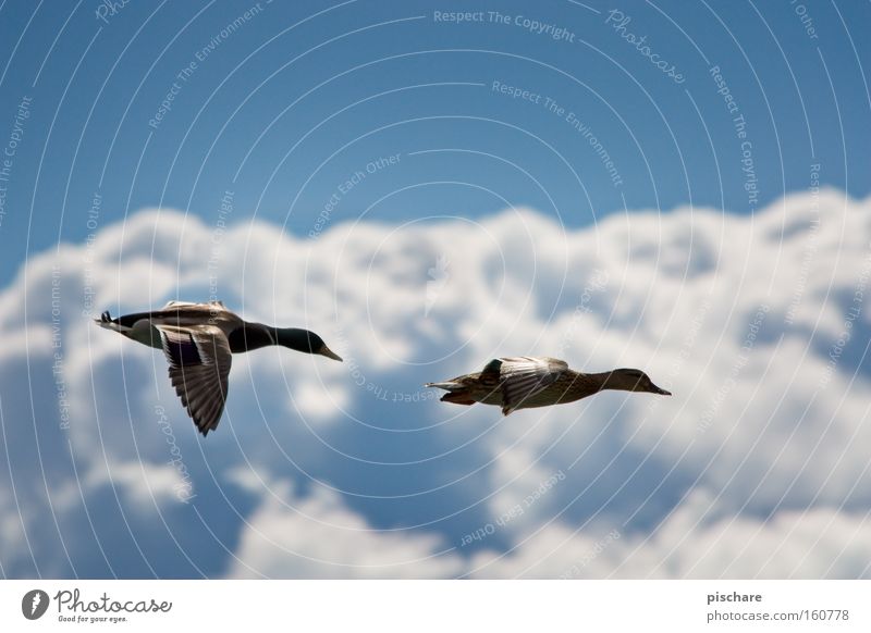 Ente gut... Freiheit Luftverkehr Natur Tier Himmel Wolken Vogel Flügel 2 Tierpaar fliegen blau Erpel Feder pischare paarweise Farbfoto Außenaufnahme