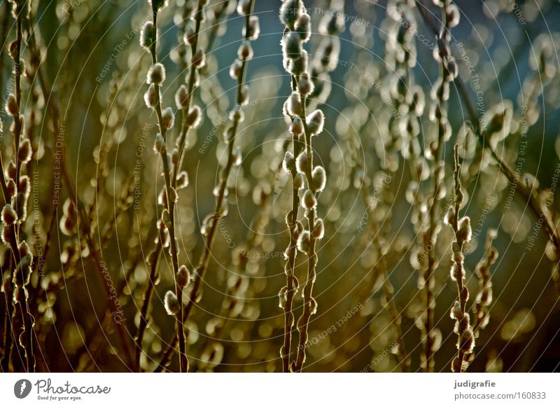 Frühling Weide Sträucher Weidenkätzchen Sal-Weide weich zart Natur Pflanze Umwelt Farbe