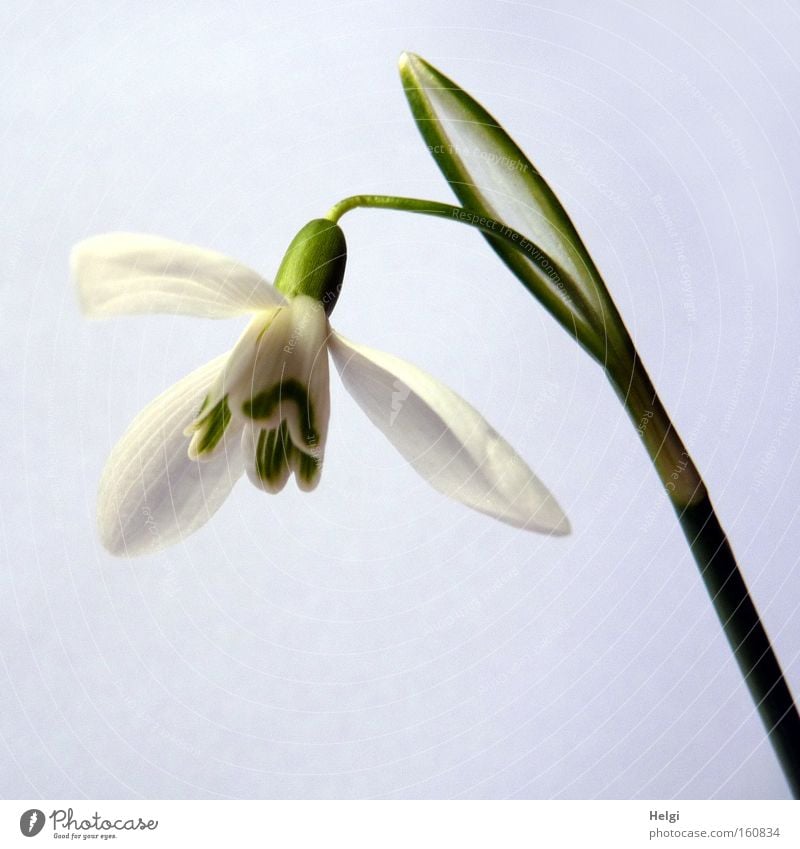 Blüte eines Schneeglöckchens aus der Froschperspektive vor weißem Hintergrund Frühling Blume Licht Schatten grün Natur Blühend Stengel März Park Helgi