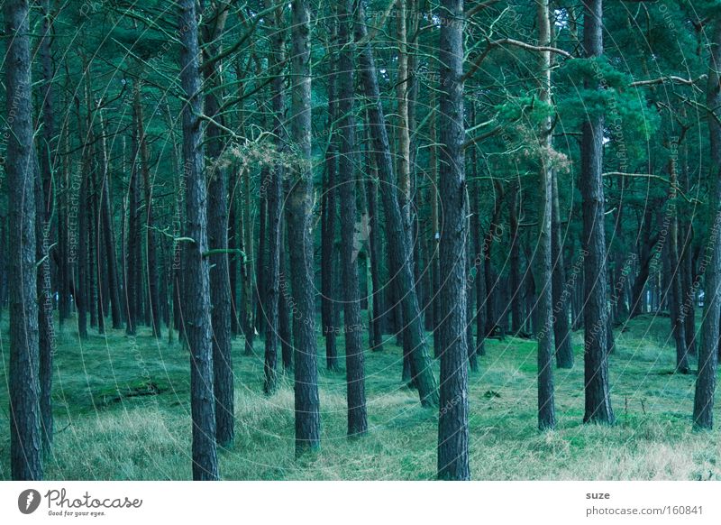 Zauberwald Landwirtschaft Forstwirtschaft Umwelt Natur Landschaft Urelemente Erde Baum Wald Wachstum dunkel hoch kalt grün Stimmung Einsamkeit nachhaltig