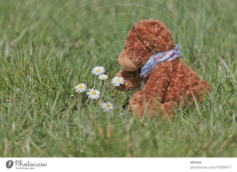 Teddy Per auf Entdeckungstour Ausflug Abenteuer Frühling Gras Blüte Gänseblümchen Wiese Spielzeug Teddybär Stofftiere berühren Blühend entdecken Erholung sitzen