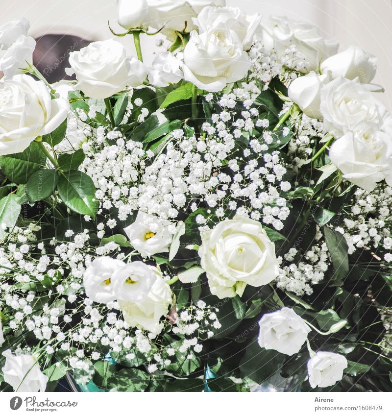 weißblütig Feste & Feiern Hochzeit Blume Rose Blumenstrauß Blütenpflanze Blühend ästhetisch Duft elegant positiv reich viele grün Gefühle Stimmung Glück