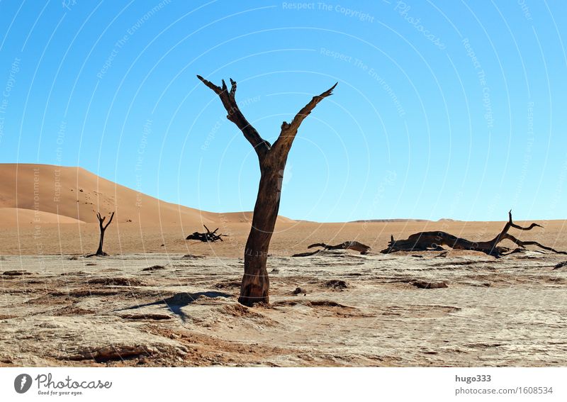 Mein Freund der Baum Umwelt Natur Landschaft Urelemente Erde Sand Himmel Klima Wetter Dürre Pflanze Wüste Namib Namibia heiß hell trist trocken Wärme Tod