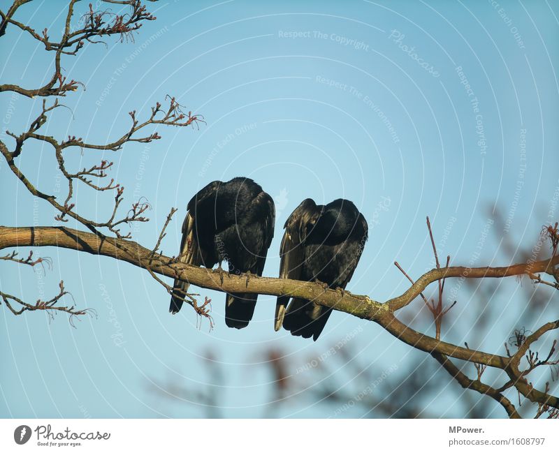 frühlingsputz Tier Wildtier 2 hocken Rabenvögel Reinigen Baum schwarz sitzen Paar Farbfoto Außenaufnahme Vogelperspektive Tierporträt